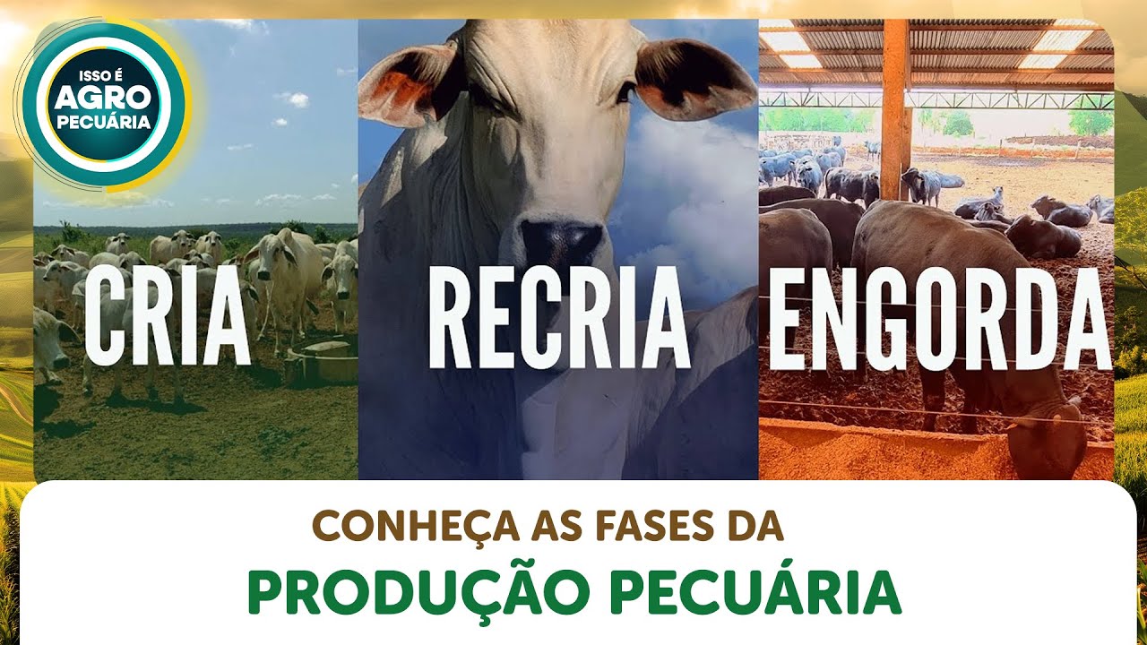 Corte de Custo: Entenda as Fases da Produção Pecuária de Corte