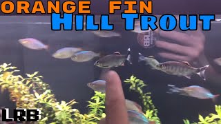 Species Profile: Orange Fin Hill Trout aka Barilius Ardens