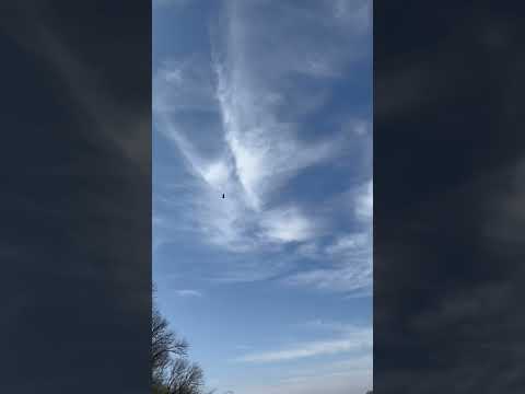 Bald Eagle Fly by 🦅#merica