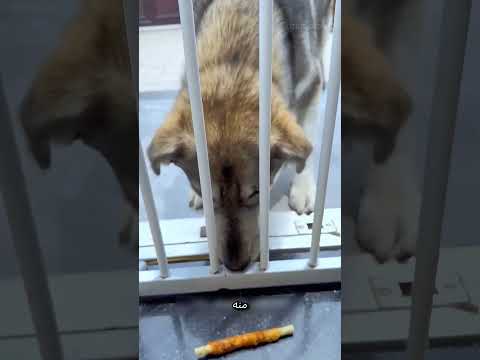 «تحدي بين 3 كلاب… والهاسكي قلب اللعبة بحركة عبقرية! 😳🐶🔥»#shorts #reels #explore #funny