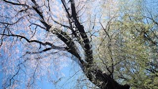 if i fell　桜咲く