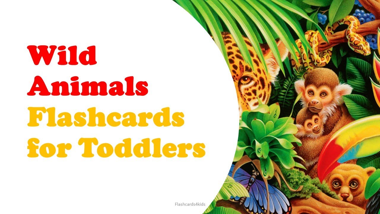Digital Flashcards for Kids - Wild Animals
