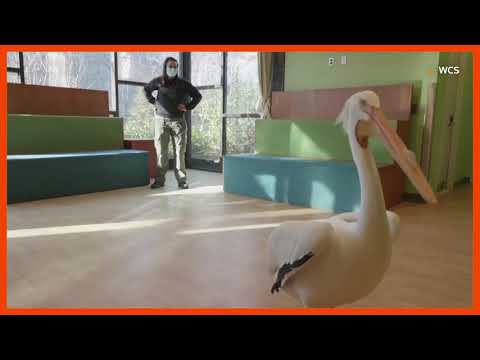 ブロンクス動物園のペリカンの家のアモス (Amos the pelican home at Bronx Zoo)