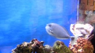 RandomVid: Fish With A Nose???