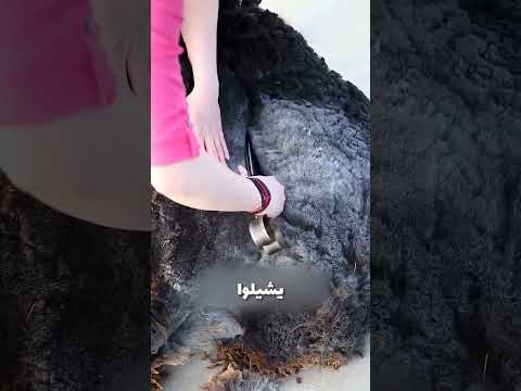الصوف اجمل من مانت فاكر
