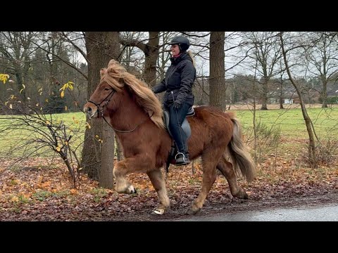 SOLD - Dropi – cooler Alleskönner mit TheHorseSeller-SafeSiegel - Islandpferd kaufen