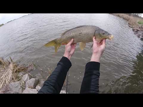 Hooking into rough fish! At Lake Ocheda near Worthington Minnesota, Nobles County 05.02.2021