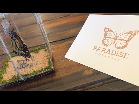 OUR EXPERIENCE WITH PARADISE MONARCHS | HAWAIIAN MONARCH BUTTERFLY