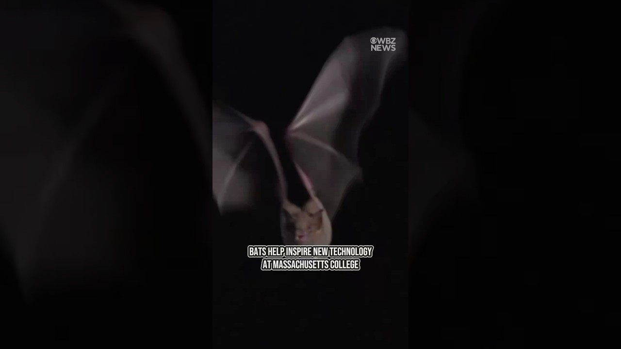 Bats help inspire new technology at Massachusetts college