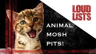10 Amazing Animal Mosh Pits