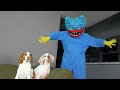 Dogs vs Huggy Wuggy In Real Life! Funny Dogs Maymo & Potpie vs Poppy Playtime Prank