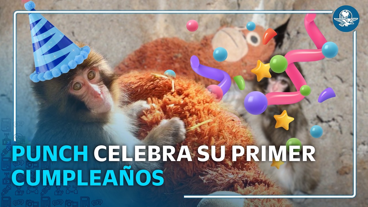 El tierno Punch cumple un año; lo celebran enviándole miles de tarjetas de todo el mundo