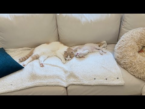 初めて後輩猫たちだけで留守番してる様子を隠し撮りしたらまさかのこうなってました…