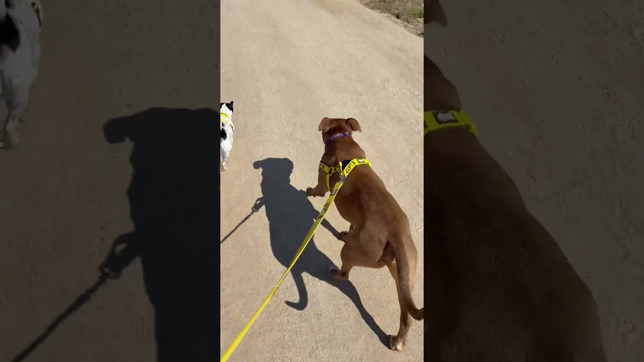 Enlarge GIBBS (GIBBY), an adopted mixed breed in Joshua Tree, CA video 1/4