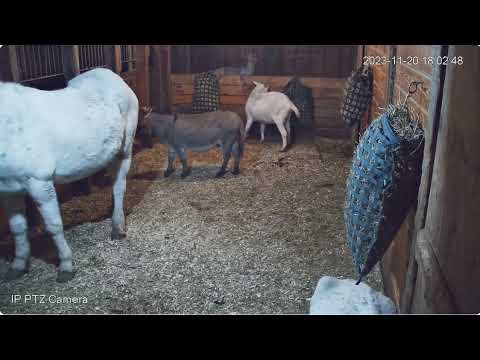 Barn Life The Adorable Rescues pm views to 1022pm 11202023