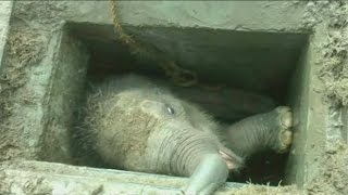 Baby elephant in Sri Lanka gets stuck in a drain