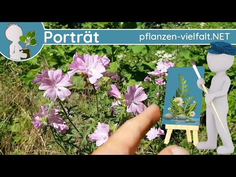 🖼️ Porträt 130 - Moschus-Malve 🐂🌸 (Malva moschata) - Steckbrief (Essbar)