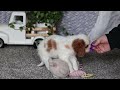 Cavalier King Charles Spaniel dogs for sale: Maggie - Video 1