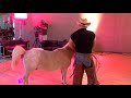 Miniature Horse Poops On Movie Set