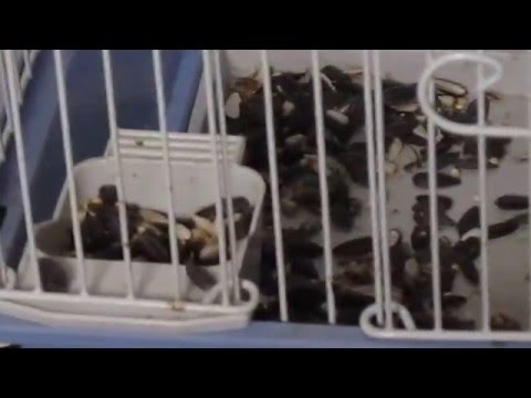 Gatsby, the Rose Breasted Grosbeak