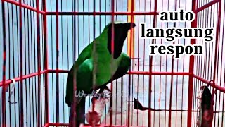 Download lagu Pancingan cucak ijo gacor auto langsung respon emosi mp3