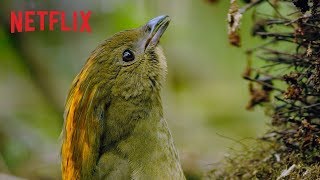 Dancing With The Birds | Clip | Netflix