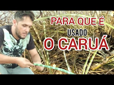 VEJA O QUE É O CARUÁ E PARA QUE É USADO NA CAATINGA! | SERTÃO AVENTURAS🌵☀️