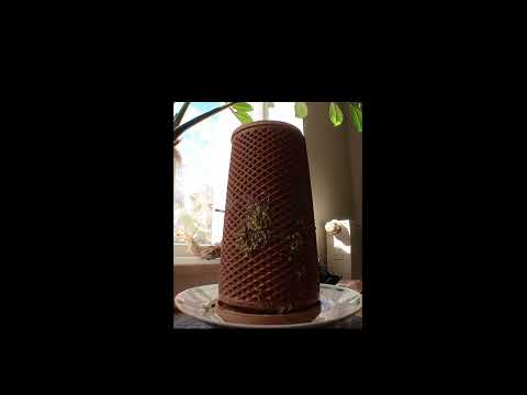 timelapse of growing chia seeds on my tevaplanter