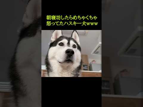 朝寝坊したらハスキー犬がめちゃくちゃ怒ってた...笑#shorts