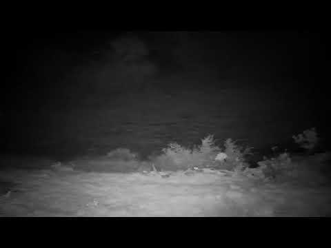 Djuma Private Game Reserve Live Stream