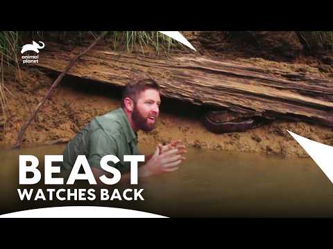A WWII Plane Houses An Extinct Beast! | Extinct Or Alive S2 E4 | Animal Planet India
