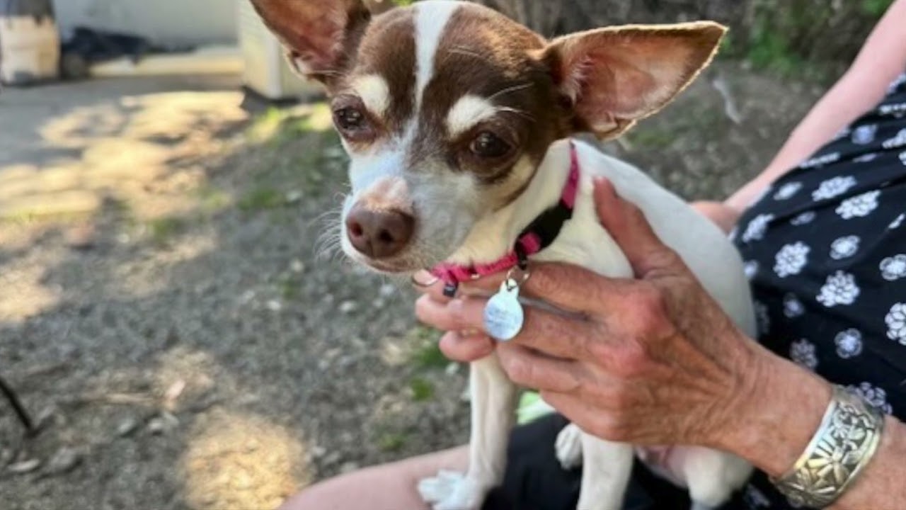 Enlarge Lucy, a ADOPTABLE mixed breed in Walnut Creek, CA video 1/5