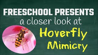 Hover Flies and Animal Mimicry: FreeSchool Presents a Closer Look at Hoverfly Mimicry