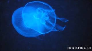 John Frusciante - Murderers