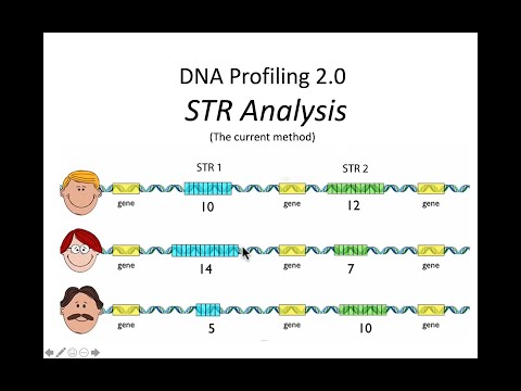 image-What are variable number short tandem repeats (STRs)? 