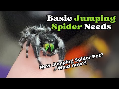 Got a new Jumping Spider? Basic Care Guide for Beginners!