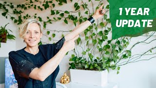 1 Year Update On Green Wall + Repotting Overgrown Pothos 🌱