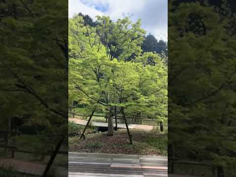 イロハモミジ「オレンジドリーム」 植物