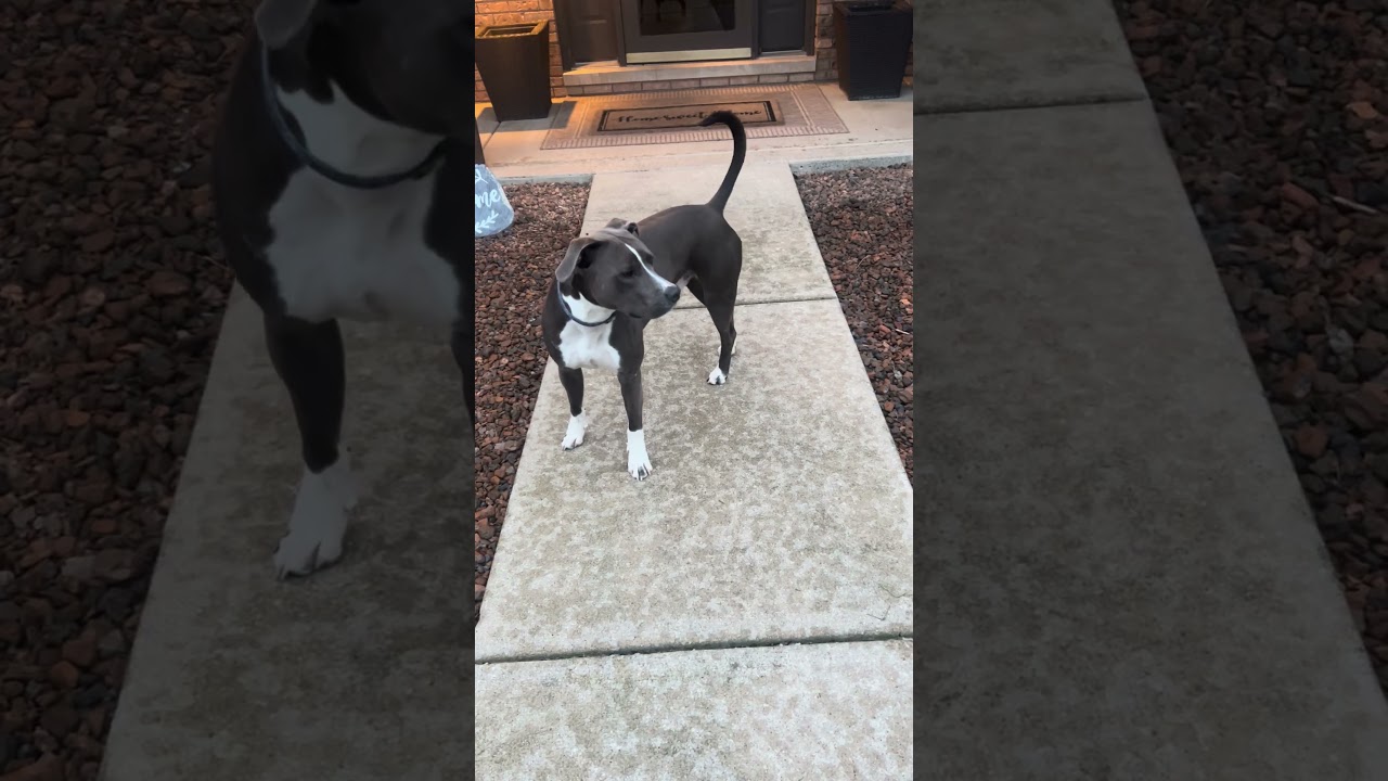 Blue, a ADOPTABLE mixed breed in Aurora, IL video 2/5