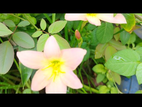 Vrinda garden is live!