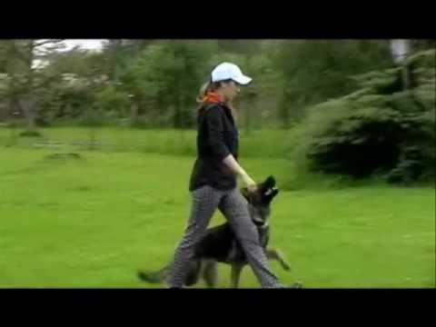 Orty Vikar - Obedience - May - 6 months