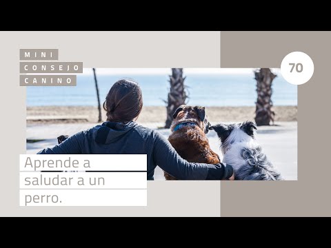 Mini-consejo canino: aprende a saludar a un perro