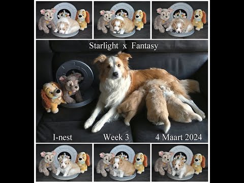 Starlight x Fantasy I-nest week 3
