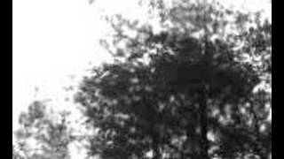 preview picture of video 'O silencio do bosque'