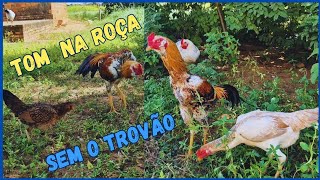 Como o Frango Índio está agindo depois que tirei o Garnizé mestiço da roça 