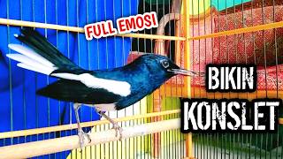 Download lagu FULL EMOSI BIKIN KONSLET KACER LAWAN !! PANCINGAN KACER GACOR PASTI NYAUT AMPUH. mp3