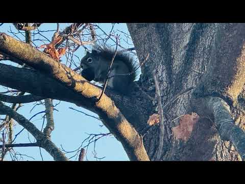 Day 4 of online meditation gathering February 2 2026