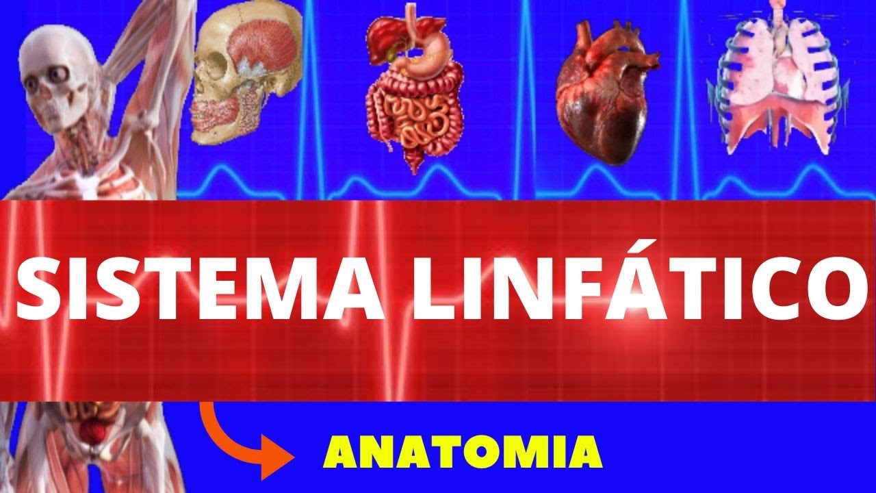 SISTEMA LINFÁTICO (ANATOMIA HUMANA) - ANATOMIA DO SISTEMA LINFÁTICO - ÓRGÃOS LINFÓIDES
