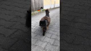 バイト先の猫今日は出てきてた　#猫　#ドイツ #cat