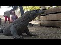 Komodo Island Close Up With The Dragon